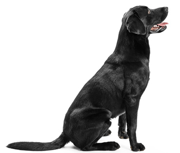 top-dog-lab
